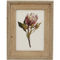 Simply Perfect Wood Frame Vintage Botanical Wall Art, 2 pk. - Image 1 of 2
