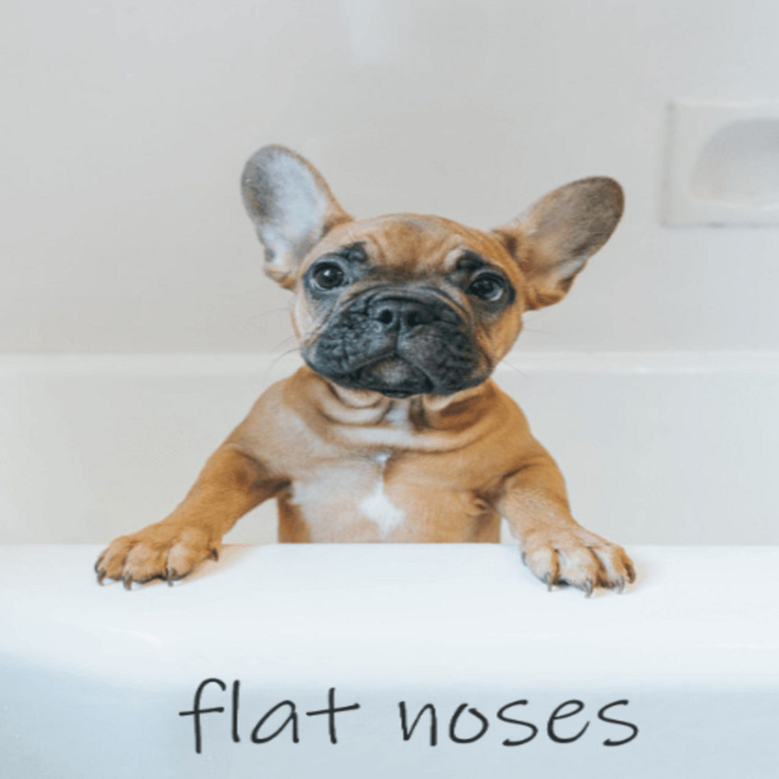 Flat Noses Tearless Dog Shampoo and Conditioner Set - Image 2 of 4