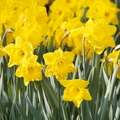 Van Zyverden Daffodils