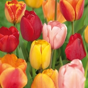 Van Zyverden Tulips
