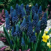 Van Zyverden Grape Hyacinths Giant Cobalt Blue Set of 25 Bulbs