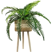 LCG Florals 38 in. River Fern in Tricolor Basket Stand