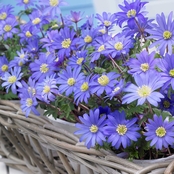 Van Zyverden Wind Flowers Anemone Blue Shades Set of 100 Bulbs