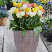 Van Zyverden Tulip Patio Planter Kit with Decorative Faux Rattan Planter