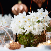 Van Zyverden 'Christmas Daffodils' Paperwhites Set of 15 Mammoth Bulbs