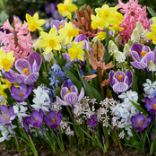 Van Zyverden Spring Time Favorite's Cottage Garden Collection of 100 Bulbs