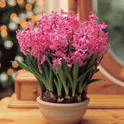 Van Zyverden Pre Pared Hyacinths for Indoor Forcing Pink Pearl 5 pc. Bulb Set