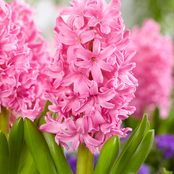 Van Zyverden Hyacinths Pink Pearl Set of 10 Bulbs