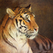 Inkstry Tiger Canvas Wrapped Giclee Art