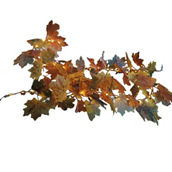 Sienna 5.58 ft. Battery Operated 40 Light Maple Leaf Rope Garland