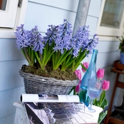 Van Zyverden Hyacinths Fragrant Baby Blue, Set of 10 Bulbs