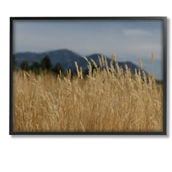 Stupell Black Framed Giclee Wheat Field Landscape, 16x20