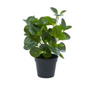 Morgan Hill Home Traditional Green Faux Foliage Artificial Plant