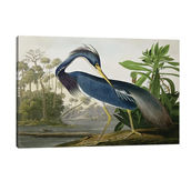 Louisiana Heron Coastal Birds Stylish Art by John James Audubon - Large Art