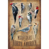 Wild Wings Backyard Woodpeckers Wood Sign 12 x 18