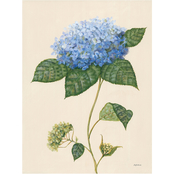 Inkstry Blue Hydrangea Canvas Print