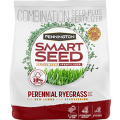 Pennington Smart Seed Perennial Rye Blend 3 lb.