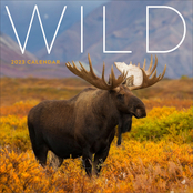TF Publishing 2023 Wild Wall Calendar