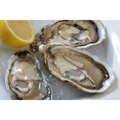 Hollywood Oyster Co. Fresh Premium Sweet Jesus Oysters 50 ct., 2.5 oz. each