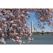 Capital Art Cherry Blossoms with the Washington Monument on a Cloudless Day Canvas