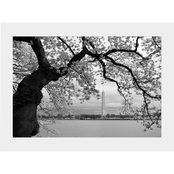 Capital Art Cherry Blossoms with the Washington Monument in Black and White Matte