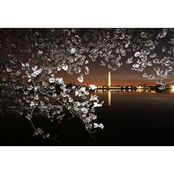Capital Art Cherry Blossoms with the Washington Monument at Night Canvas