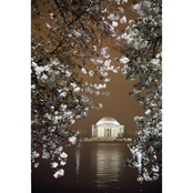 Capital Art Cherry Blossoms Blooming with the Jefferson Memorial at Night Canvas