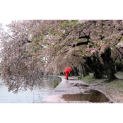 Capital Art Cherry Blossoms Blooming in the Rain with a Red Umbrella Canvas