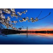 Capital Art Cherry Blossoms with the Washington Monument at Dawn Canvas