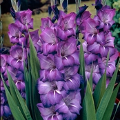 Van Zyverden Gladiolus Large Flowering Grande Passion Bulbs 12 Ct.