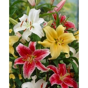 Van Zyverden Lilies Oriental Fragrant Blend Bulbs 9 Ct.