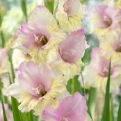 Van Zyverden Gladiolus Large Flowering Mon Amour 12 Bulb Set