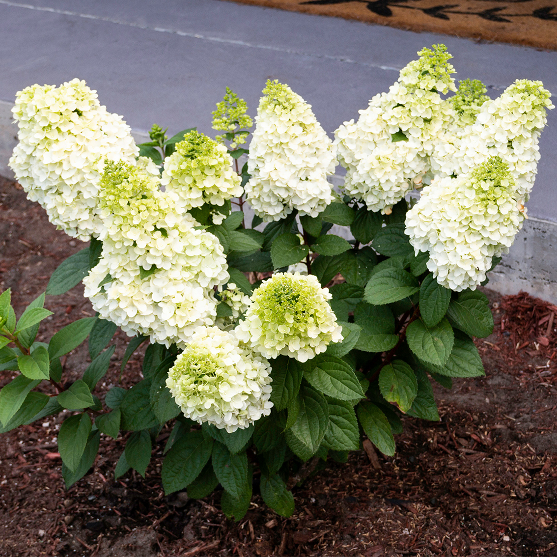 Image of Hydrangea moonrock plant in a pot