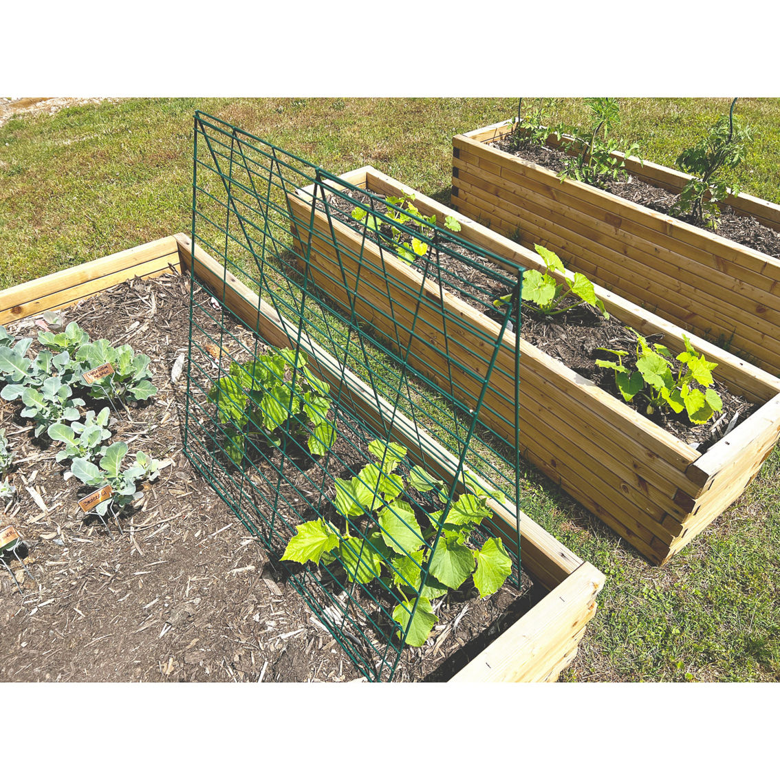 Bosmere Steel Vegetable Trellis Set with 4 Panels 30 x 30 x 30 in. - Image 2 of 2
