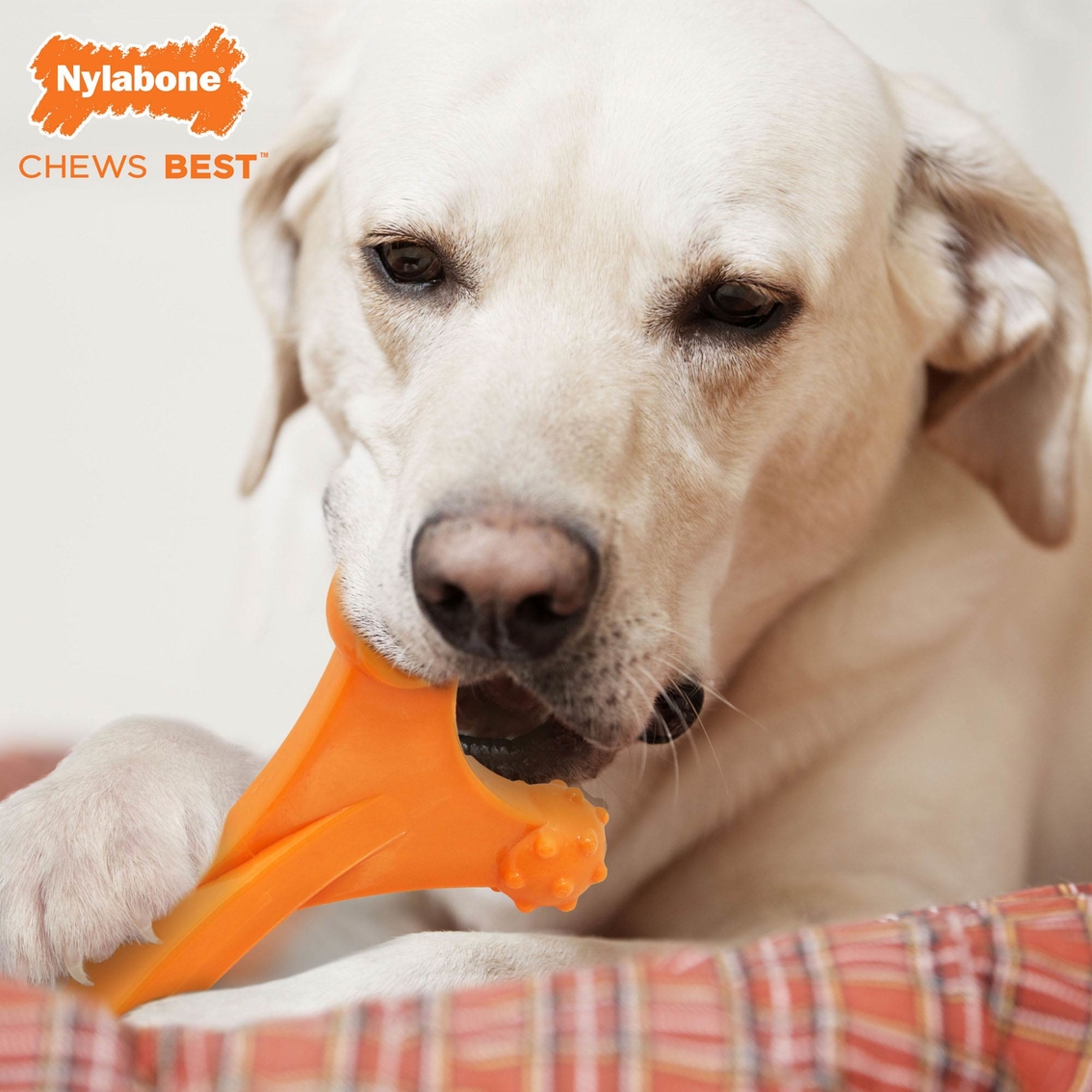 Nylabone Power Chew Dura Chew Axis Bone Bacon Flavor Dog Chew Toy - Image 3 of 3
