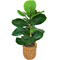 LCG Florals Fig Plant in Handle Basket - Image 1 of 2