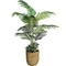 LCG Florals Areca Palm Tree in Basket - Image 1 of 2