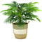 LCG Florals 42 in. Palm in Tricolor Basket - Image 1 of 2