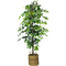LCG Florals 72 in. Ficus Tree in Basket - Image 1 of 2