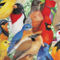 Hart Puzzles Birds, Birds, Birds 1,000 pc. Puzzle - Image 6 of 6