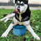 Kurgo Zippy Travel Dog Bowl - Image 2 of 2