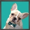 PTM Images Dog with Bowtie Decorative Framed Art 13 x 13 - Image 1 of 2