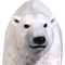 Design Toscano Polar Bear on the Prowl Statue - Image 3 of 3