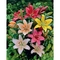 Van Zyverden Lilies Dutch Asiatic Mixture Bulbs 7 Ct. - Image 1 of 4