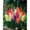 Van Zyverden Gladiolus Large Flowering Rainbow Mixed 50 Bulb Set - Image 1 of 4