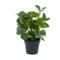 Morgan Hill Home Traditional Green Faux Foliage Artificial Plant - Image 1 of 2
