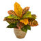 Nearly Natural 15-in Garden Croton Artificial Plant in Ceramic Planter (Real Touch - Image 1 of 2